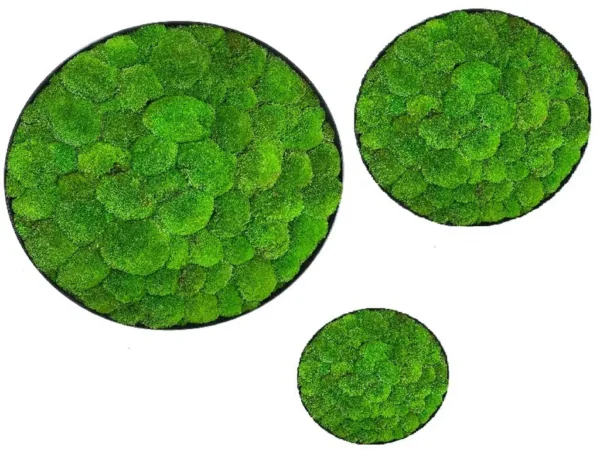 Round Moss Wall Art 3-Piece Set - Reindeer Moss Circles - Image 3