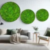 set-kugelmoosbild_24_02_2024.webp Three round green bun moss wall panels in black frames arranged horizontally above a living room sofa