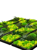 Plant Wall Art: Set of Moss Pictures Made from Real Plants - Image 5