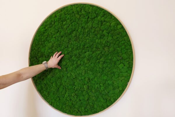 Round Moss Wall Art with Iceland Moss and Lighting - Image 7