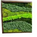 Moss Picture “Palette of Nature” with Mixed Moss - Image 5