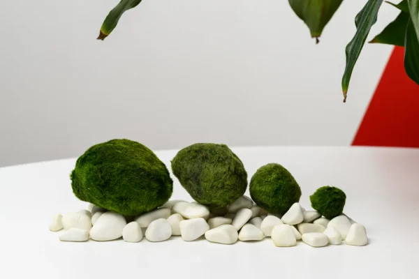 Marimo Moss Balls for Aquarium 5–7 cm - Image 4