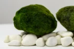 XXL Marimo Moss Balls 7-10 cm