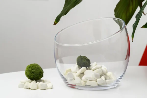 Marimo Moss Ball Aquarium – Aegagropila linnaei 3–4 cm - Image 2