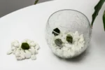 Marimo Moss Ball Aquarium – Aegagropila linnaei 3–4 cm - Image 3