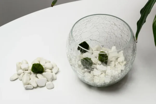 Marimo Moss Ball Aquarium – Aegagropila linnaei 3–4 cm - Image 3