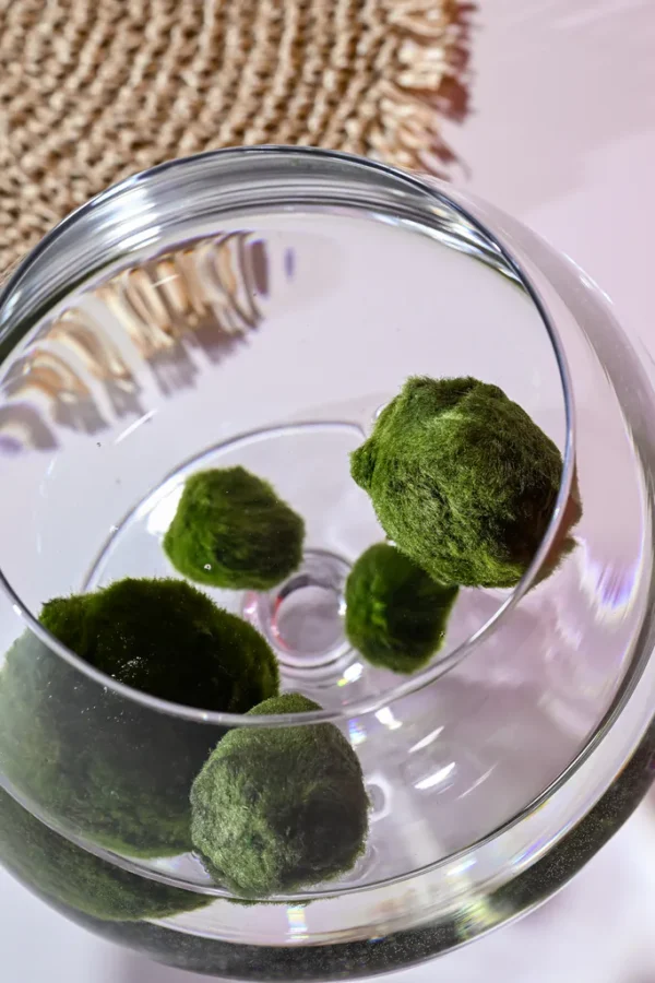 Marimo Moss Balls for Aquarium 5–7 cm - Image 3
