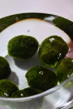 Marimo Moss Balls for Aquarium 5–7 cm - Image 2
