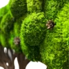 Close-up of green ball moss foliage with small pine cones on brown wooden tree branches