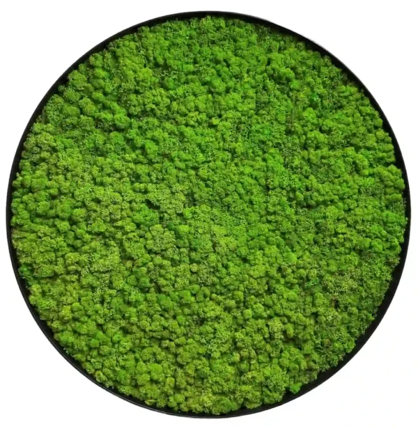 Ekomoss Round DIY Moss Picture Set – Reindeer Moss - Image 9