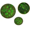Three round moss wall art panels featuring preserved flat and ball moss