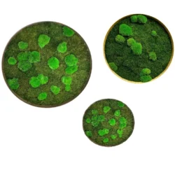 Moss Art: Forest and Ball Moss Circle Wall Art 3-Piece Set