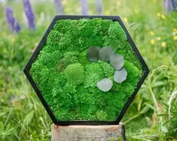 Black hexagon frame with green moss and grey leaves, on a wooden stump in a garden.