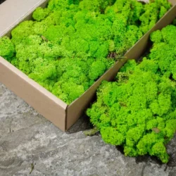 Bright green preserved moss in a cardboard box, some spilling onto a grey textured surface.
