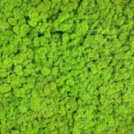 Reindeer Moss (Lichen)