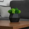 Hexagon Vase with Iceland Moss – Handcrafted Decor