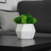 Hexagon Vase with Iceland Moss – Handcrafted Decor