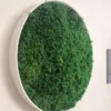 Detail shot of a stabilized fern moss picture by Ekomoss in a white round frame, mounted on a light wall to improve room acoustics.