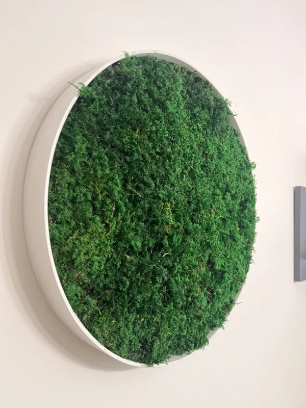 Detail shot of a stabilized fern moss picture by Ekomoss in a white round frame, mounted on a light wall to improve room acoustics.