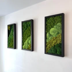 Drei rechteckige Moosbilder mit schwarzen Holzrahmen in perspektivischer Ansicht an einer weißen Wand.