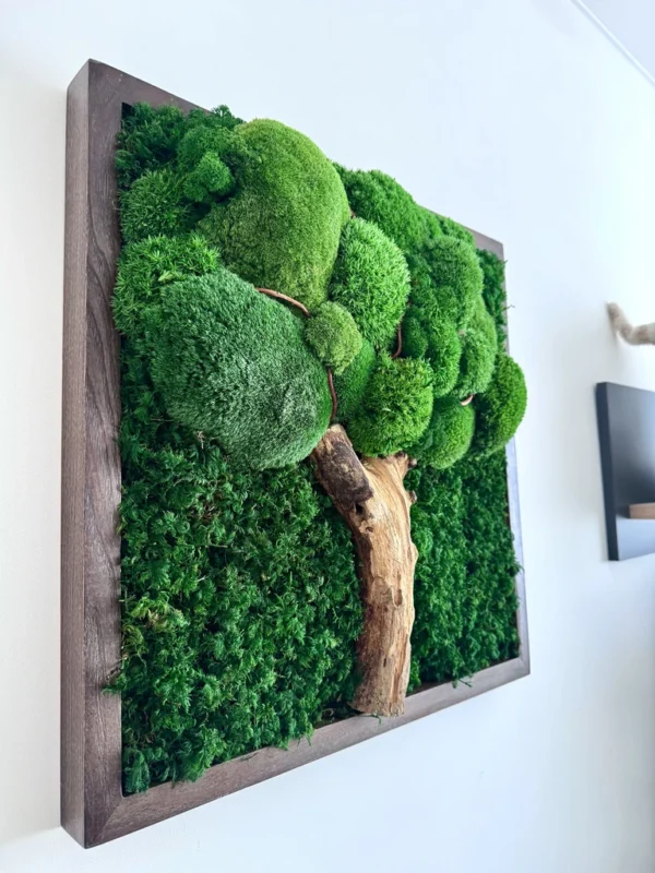 IMG_9006_result Square moss tree wall art with bun moss, flat moss, and a wood trunk, in a dark brown wooden frame on a white wall.