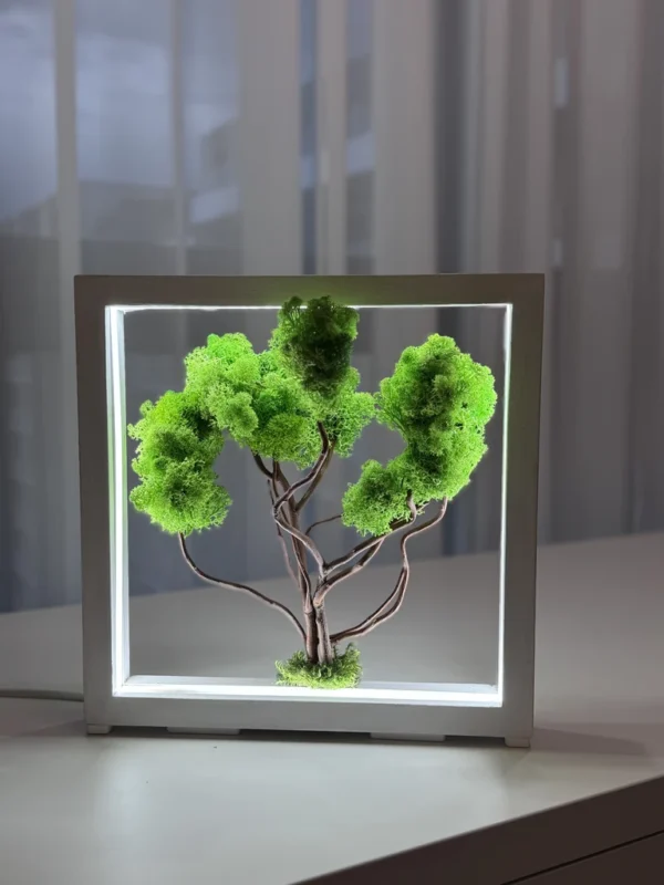 IMG_9059_result Moss Bonsai with light green moss in white wood frame with LED lighting on light table.