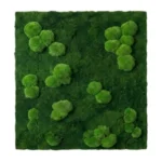 Ball Moss and Flat Moss 50/50