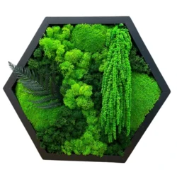 Hexagonal plant art with preserved moss and fern in a simple frame.