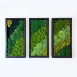 Dreiteiliges Moosbild-Set mit Holzrahmen auf weißem Hintergrund.