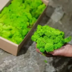 Hand holding bright green textured moss, with a cardboard box of moss on a dark surface.