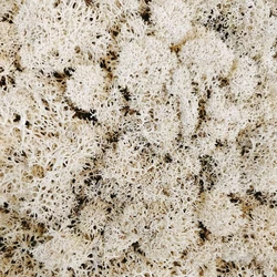 Close-up of intricate, off-white textured material resembling dried moss or lichen moss.
