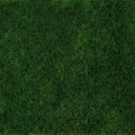 Flat Moss (Sheet Moss)