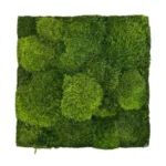 Provence Moss