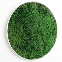Round Wall Art with Preserved Fern Moss – Natural Elements for Your Home