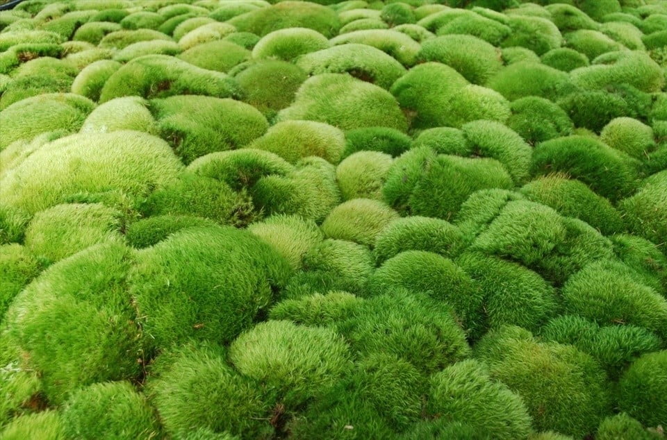 Ball Moss