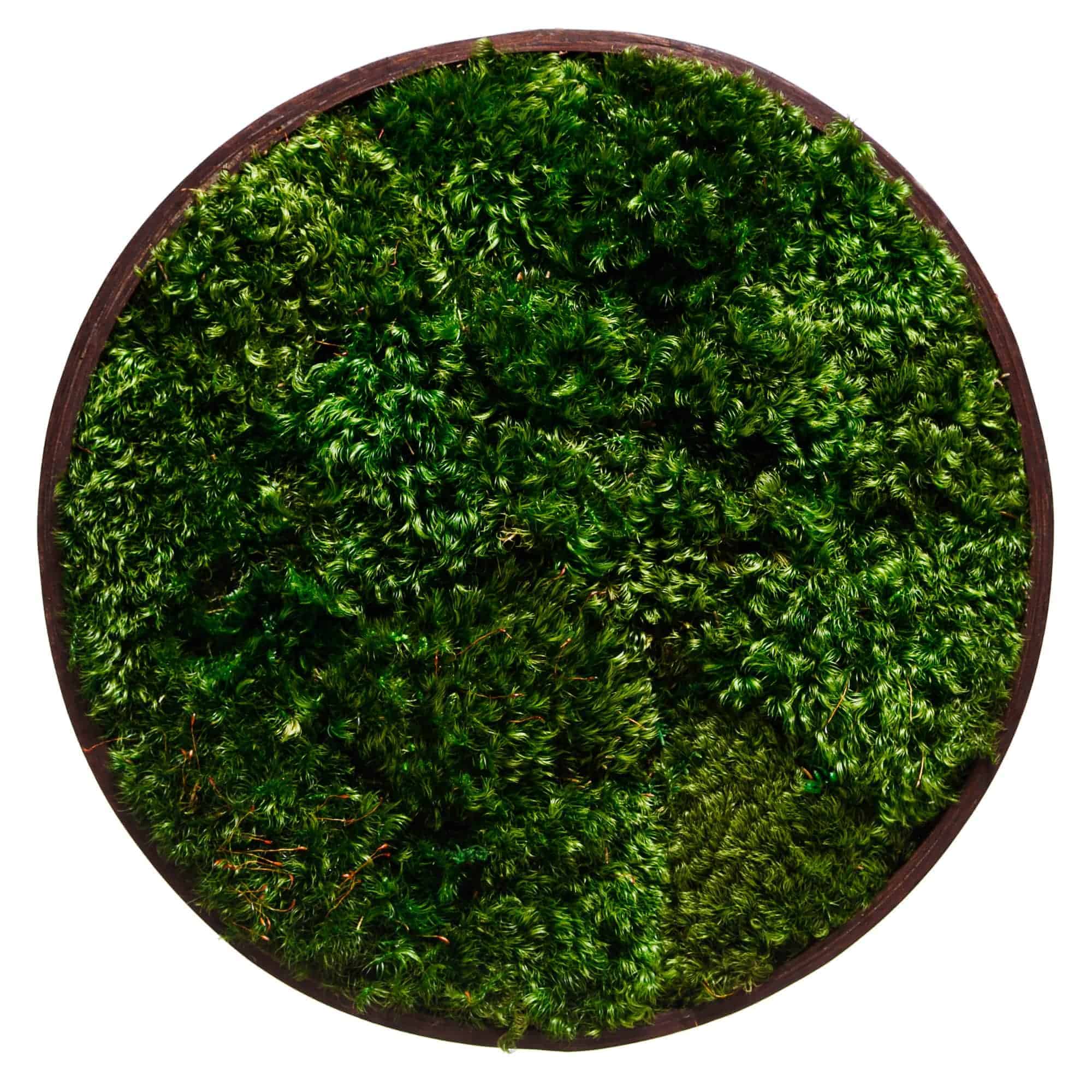 Provence Moss (Siberian)