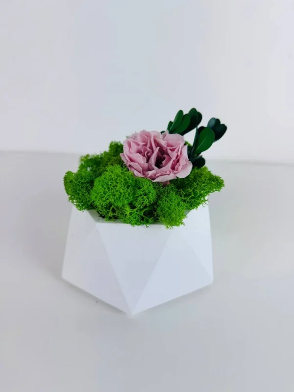White geometric vase with green Iceland moss, an antique pink Infinity rose, and small green leaves.