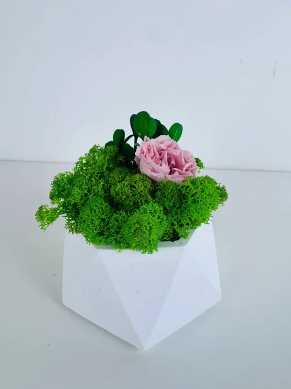 White geometric vase with green Iceland moss and a pink rose