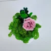Top view of a pink Infinity rose in green Iceland moss