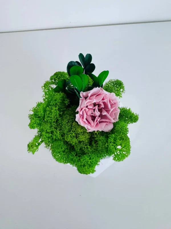 Top view of a pink Infinity rose in green Iceland moss