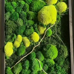 Moss Wall Art 3-Piece Set Nature Trilogy with Bun Moss and Provence Moss