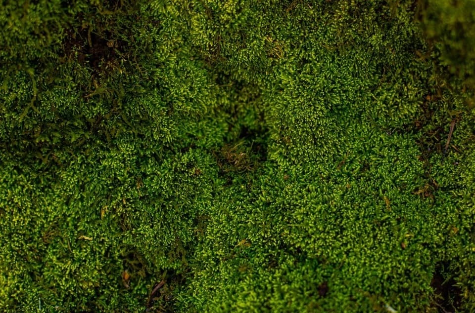 Flat Moss