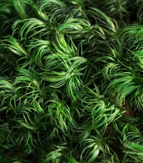 Mood Moss