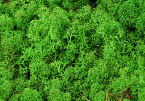 Lichen Moss